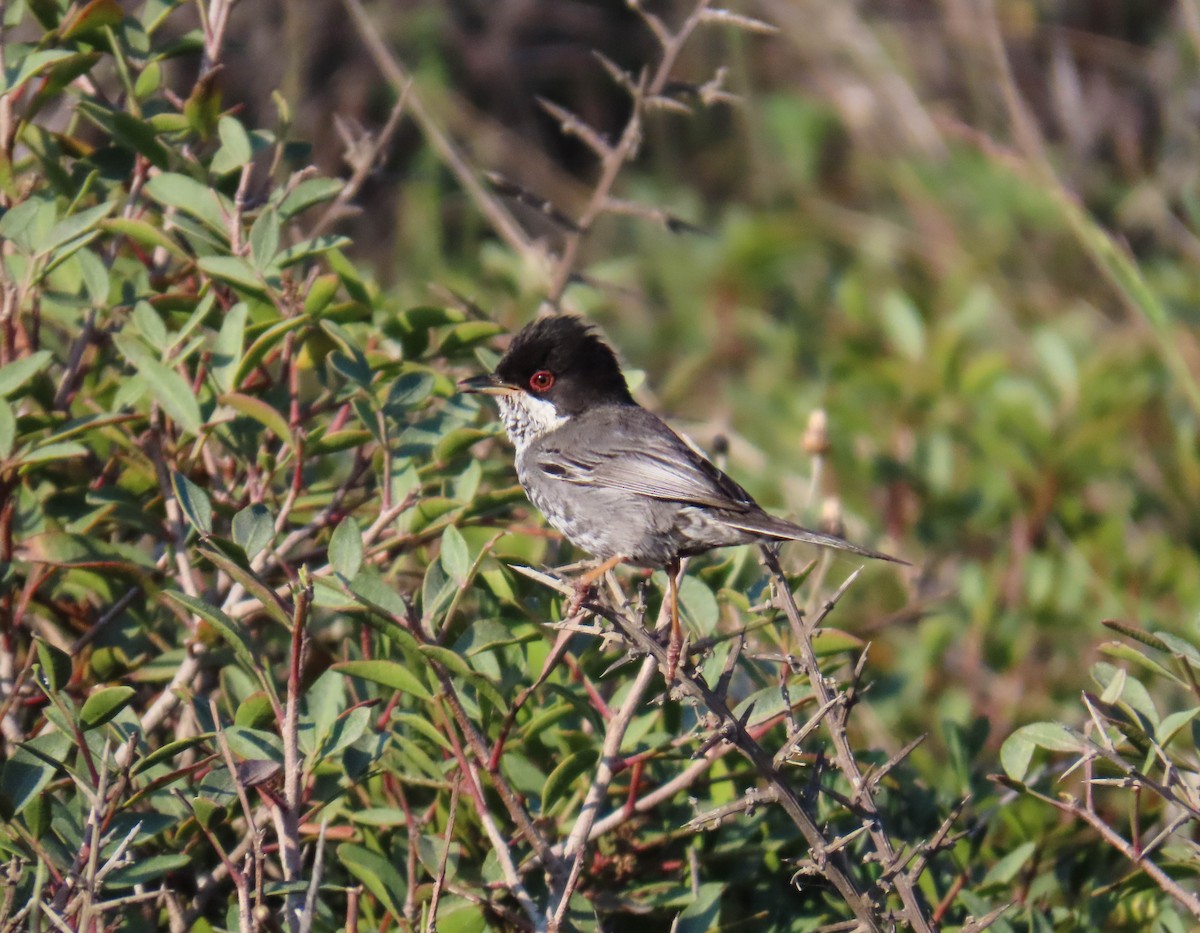 Cyprus Warbler - ML641841241