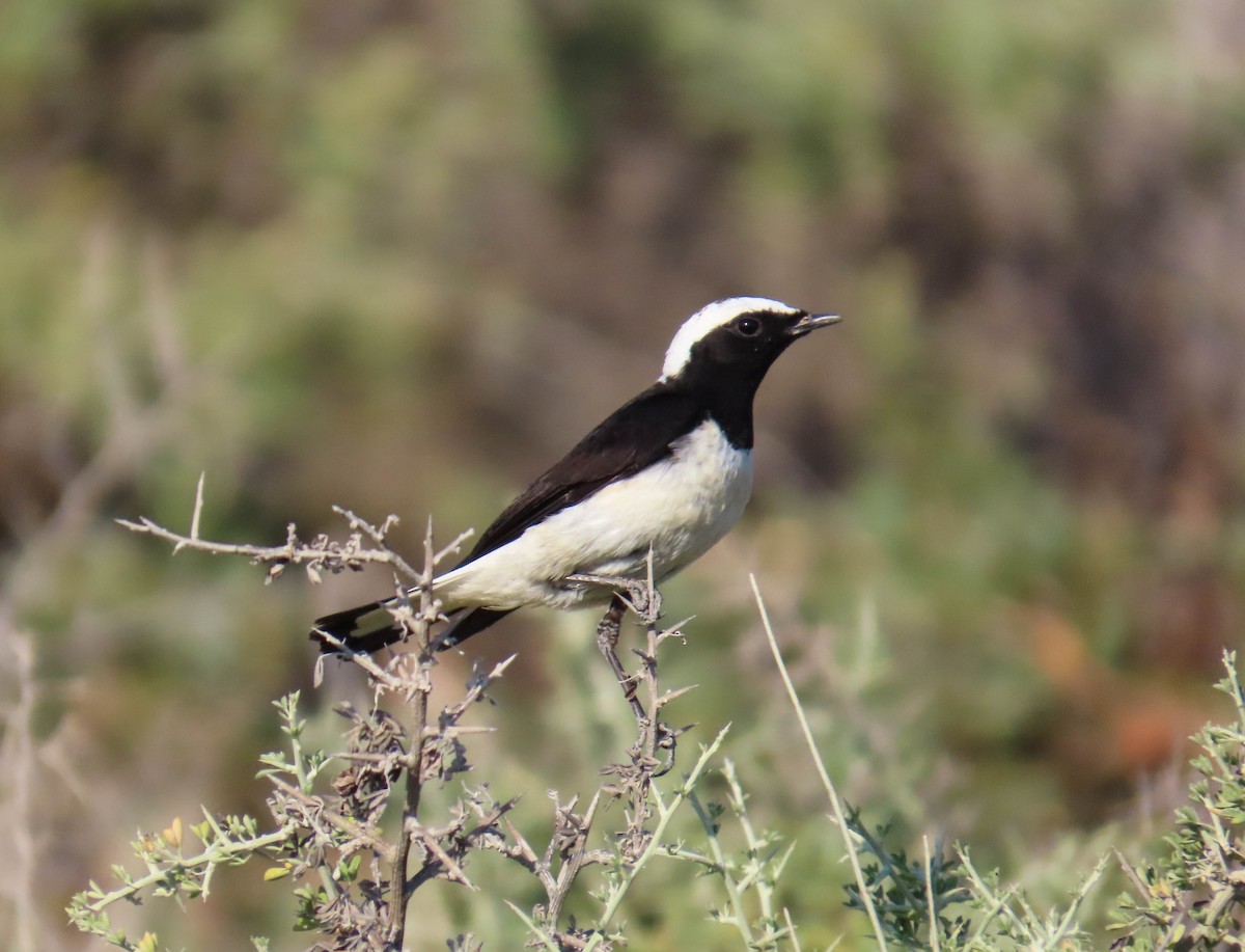 Cyprus Wheatear - ML641841248