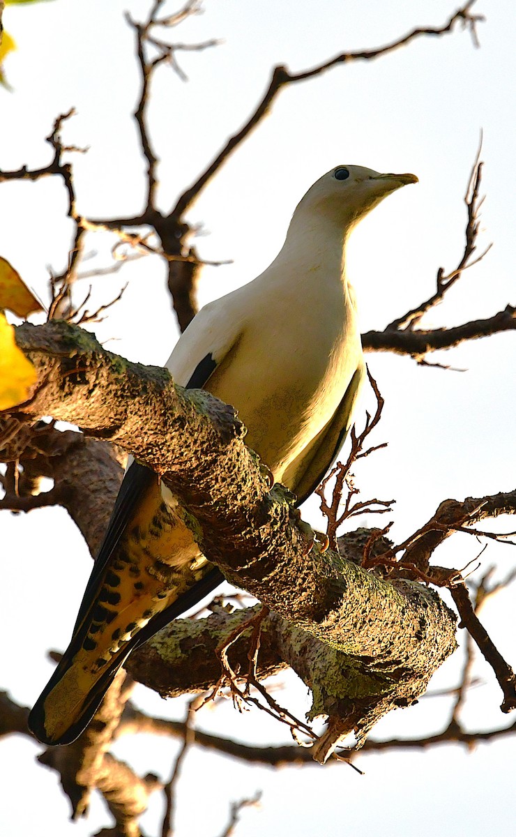 Torresian Imperial-Pigeon - ML641841250
