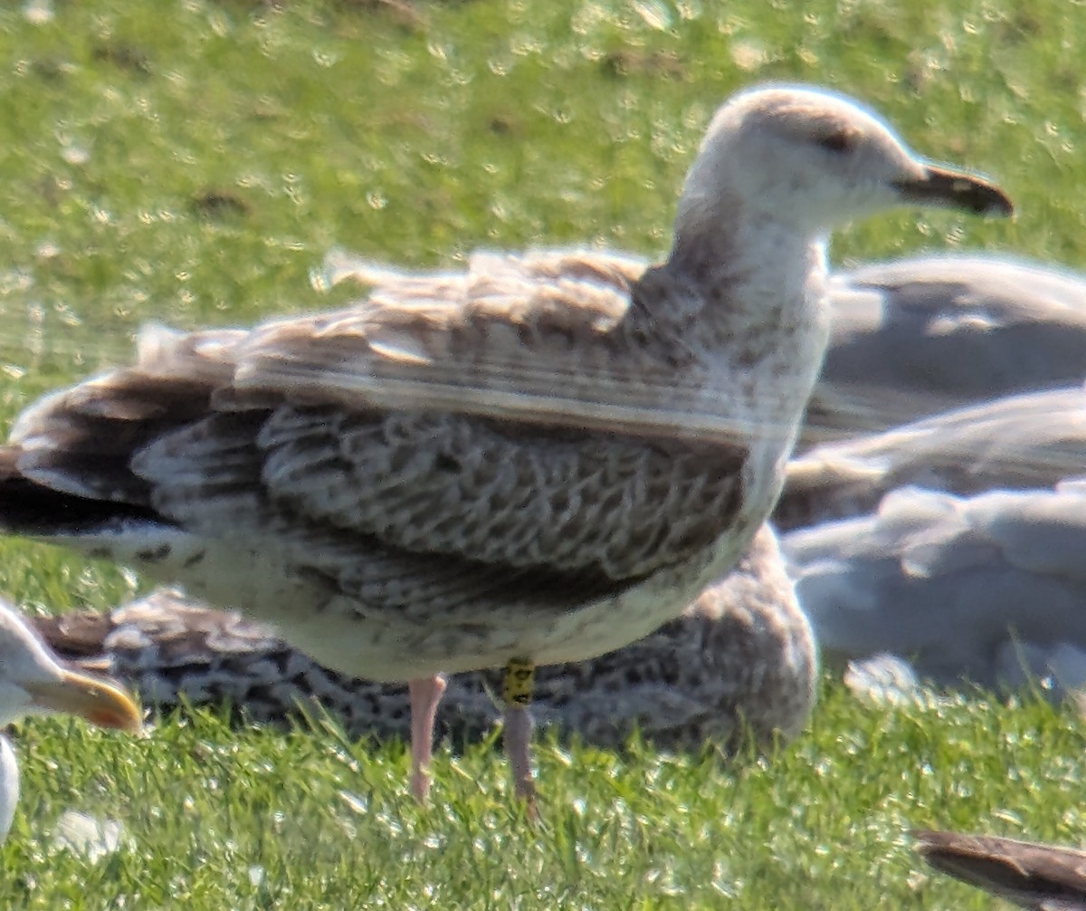 Caspian Gull - ML641841261