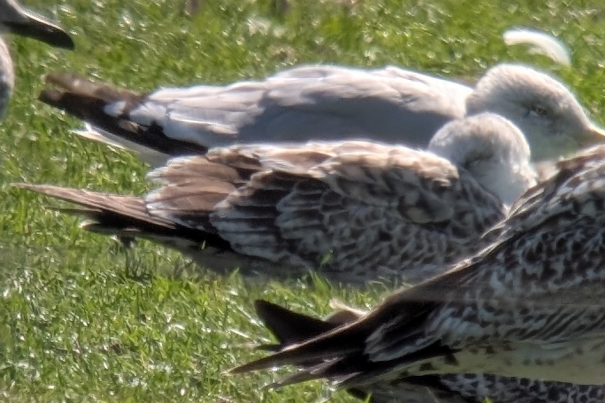 Caspian Gull - ML641841265