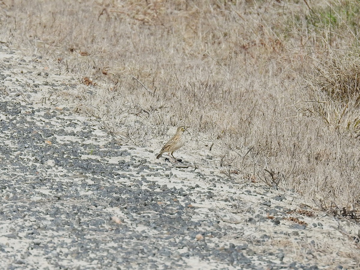 Australian Pipit - ML641841272