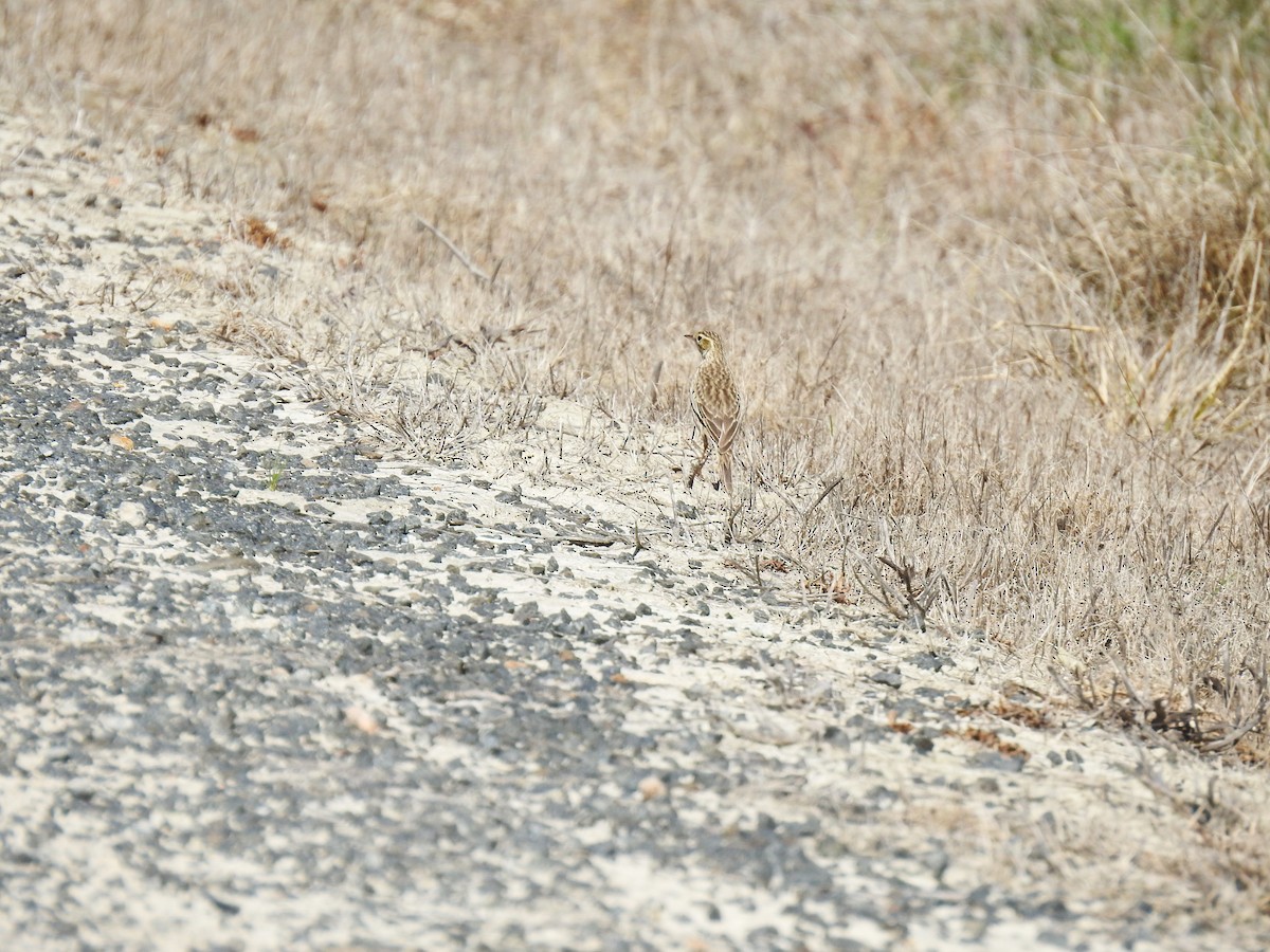 Australian Pipit - ML641841282