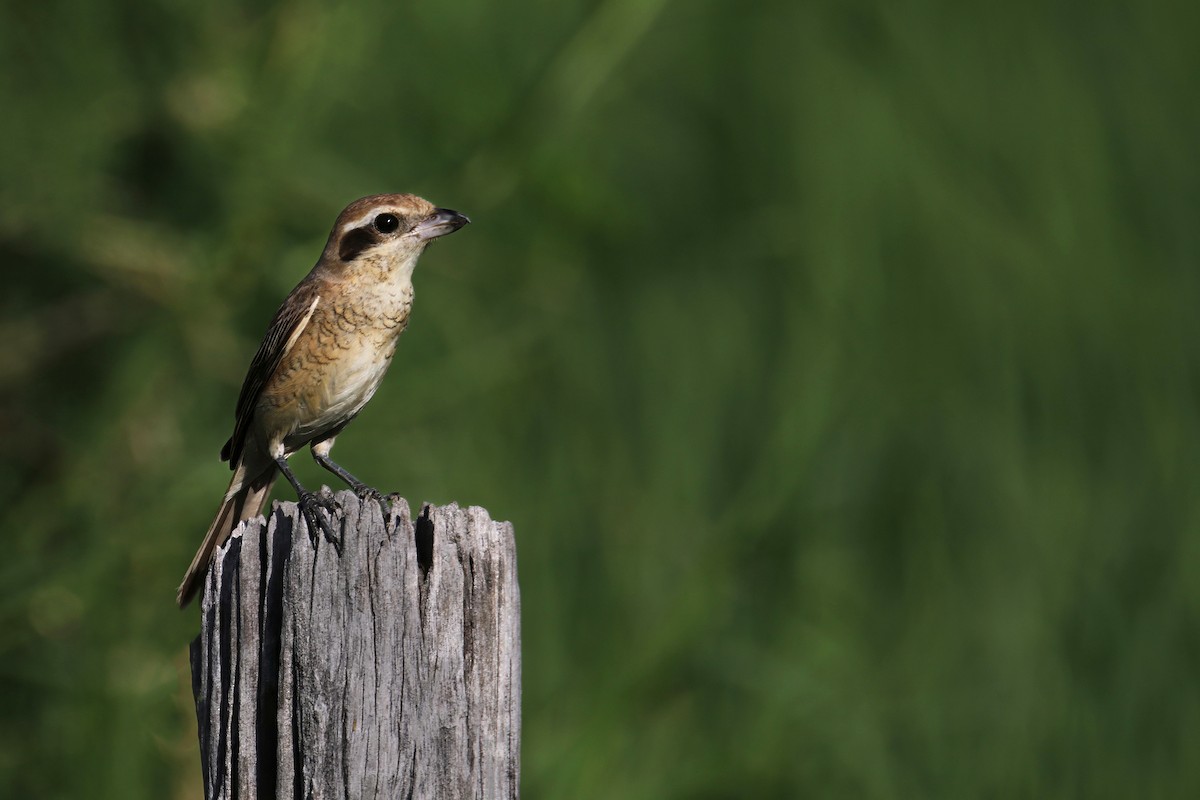Brown Shrike (Brown) - ML641841290