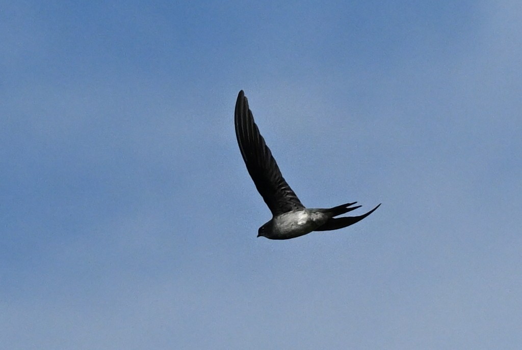 Gray-rumped Treeswift - ML641841308