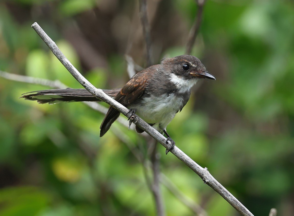 Malaysian Pied-Fantail - ML641841314