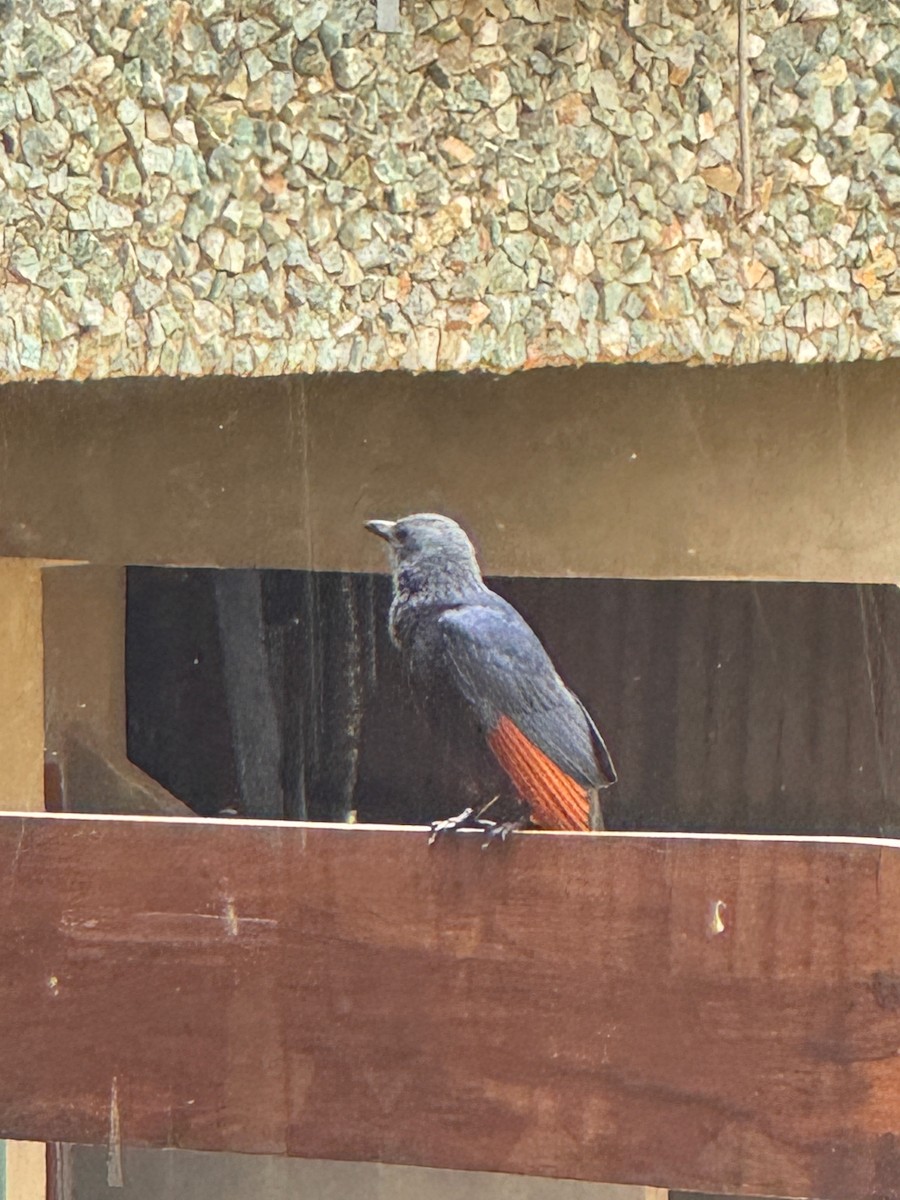 Red-winged Starling - ML641841315