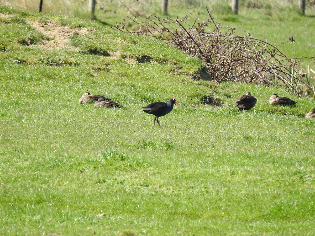 Australasian Swamphen - ML641841318