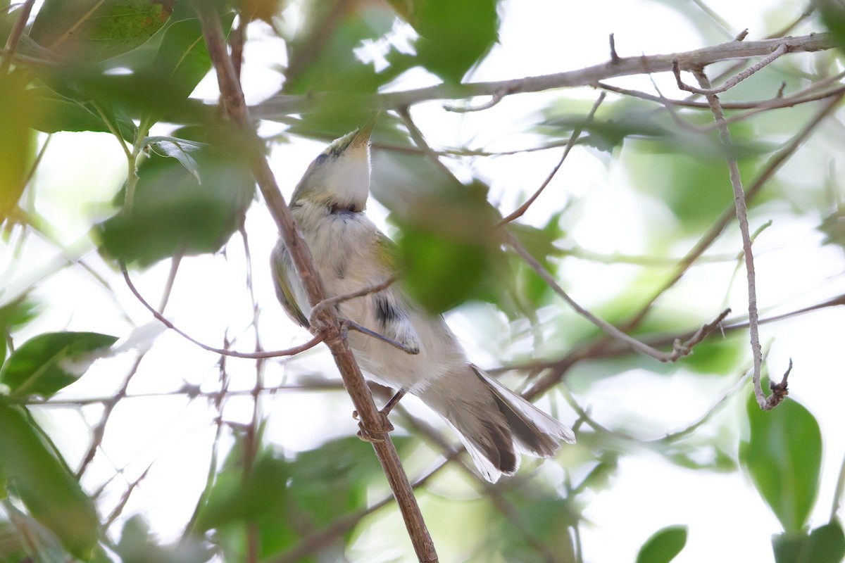 Wood Warbler - ML641841320
