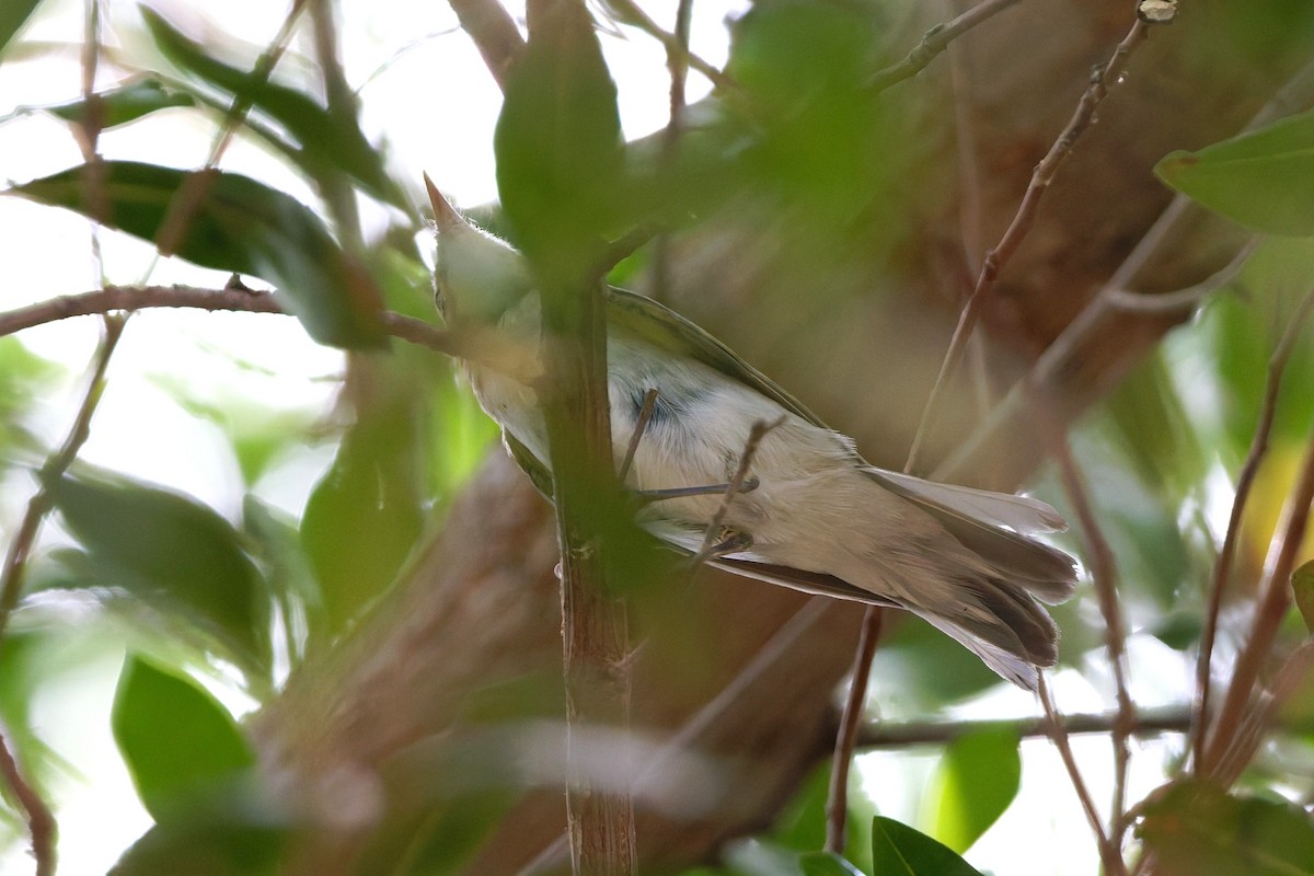 Wood Warbler - ML641841322
