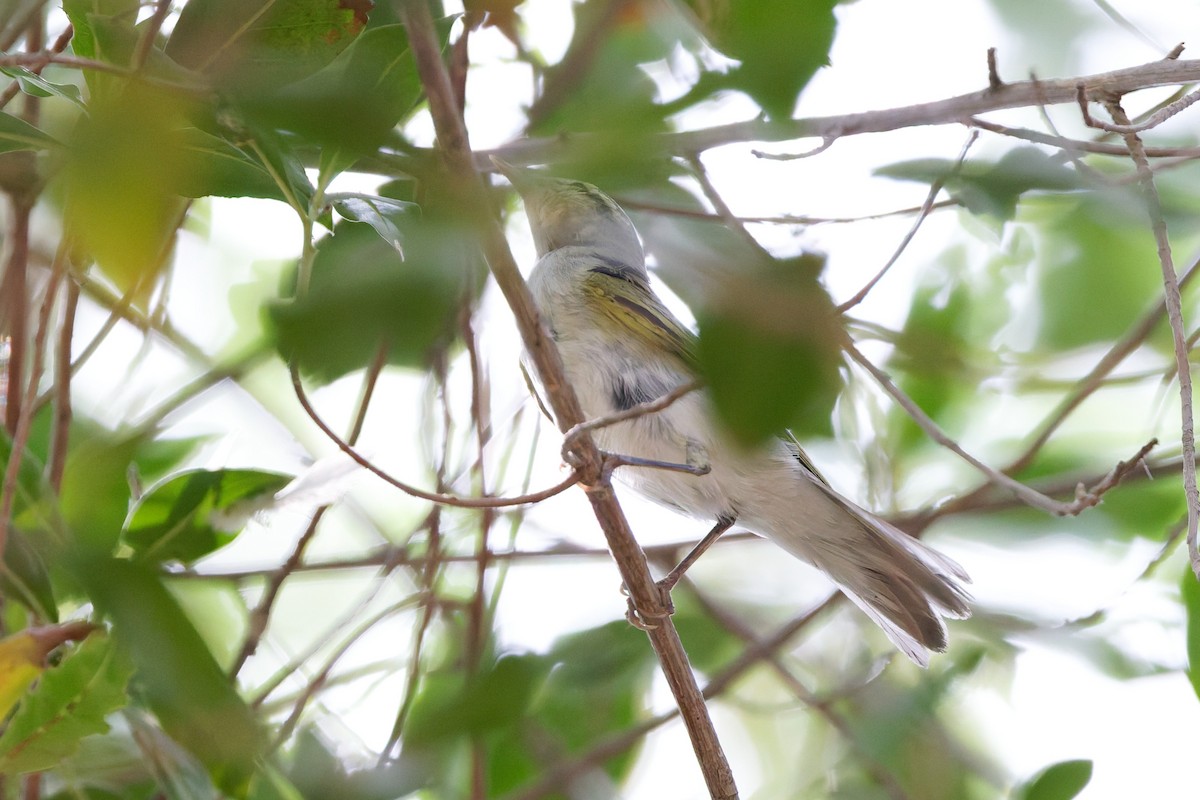 Wood Warbler - ML641841324