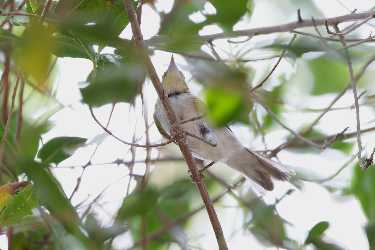 Wood Warbler - ML641841325