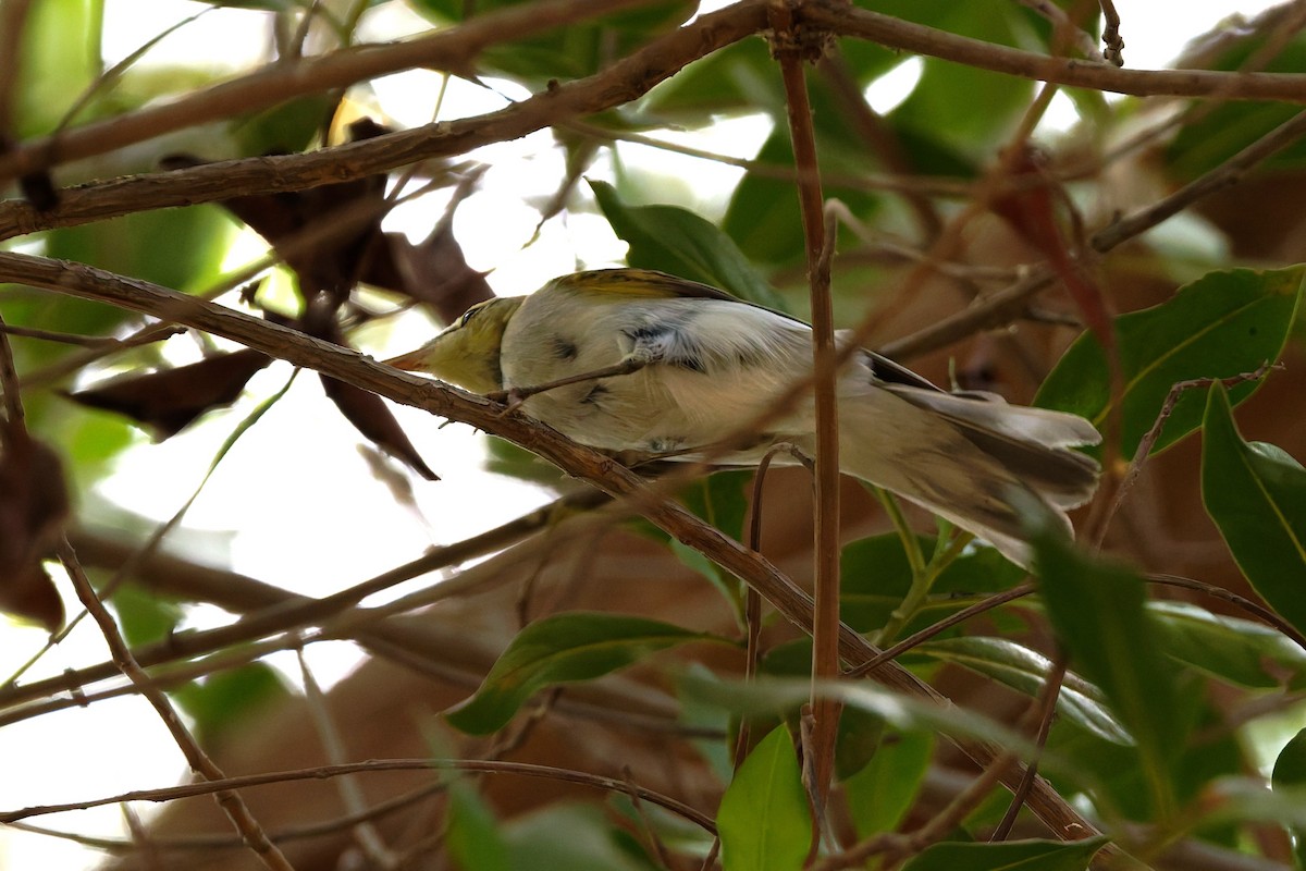 Wood Warbler - ML641841326