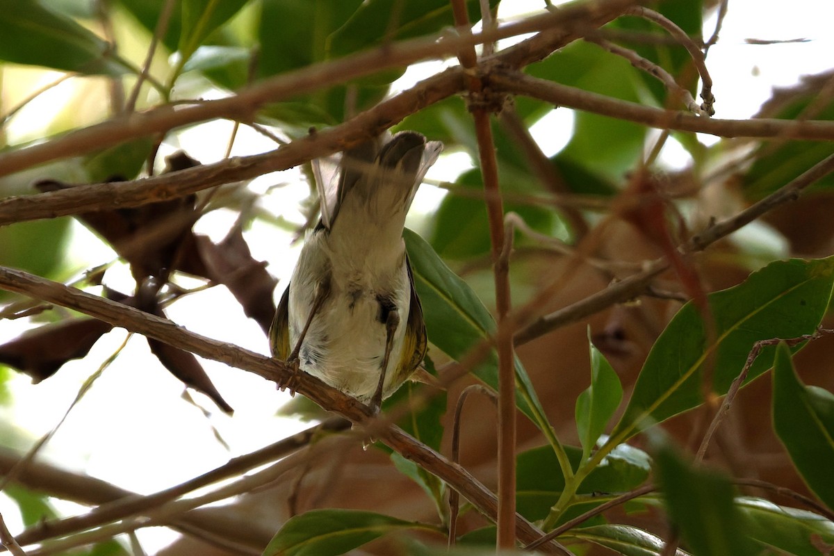 Wood Warbler - ML641841327