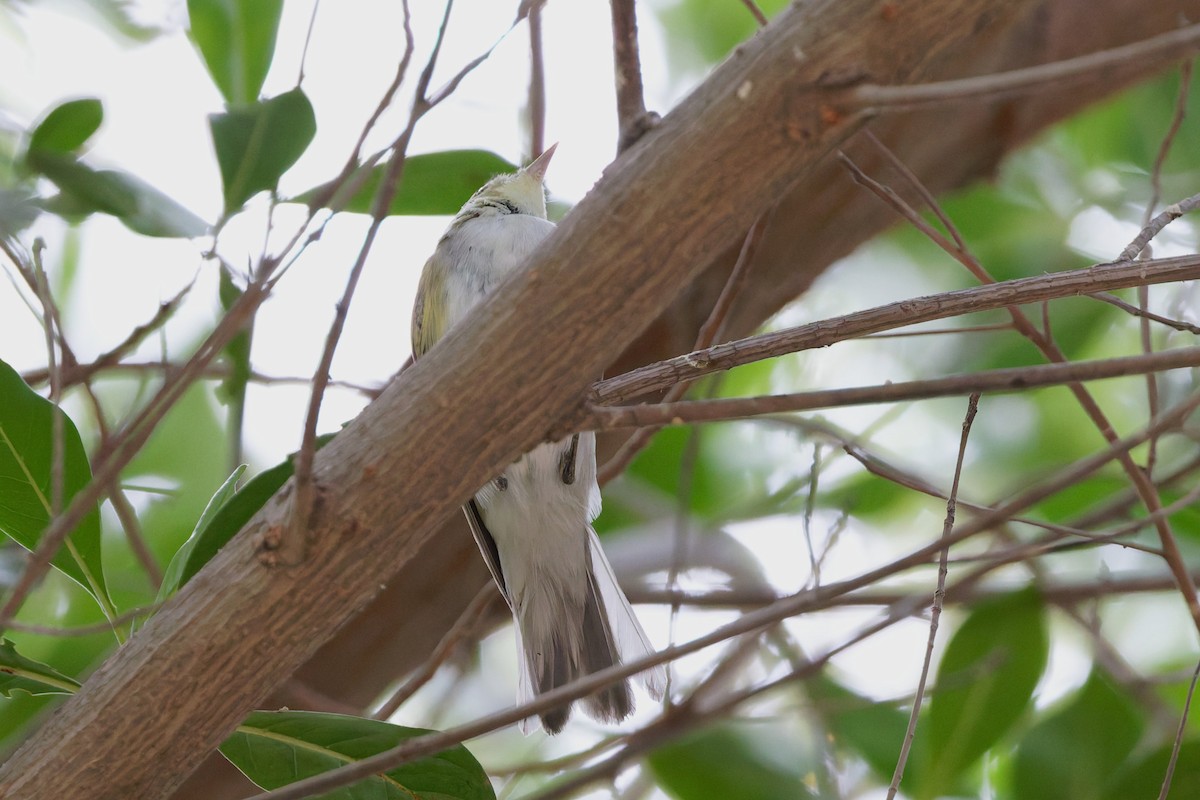 Wood Warbler - ML641841328