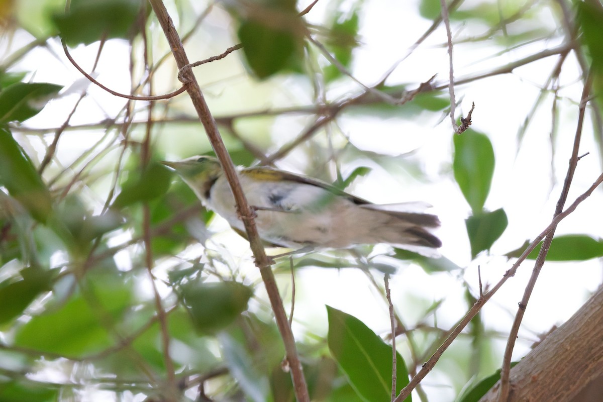 Wood Warbler - ML641841329