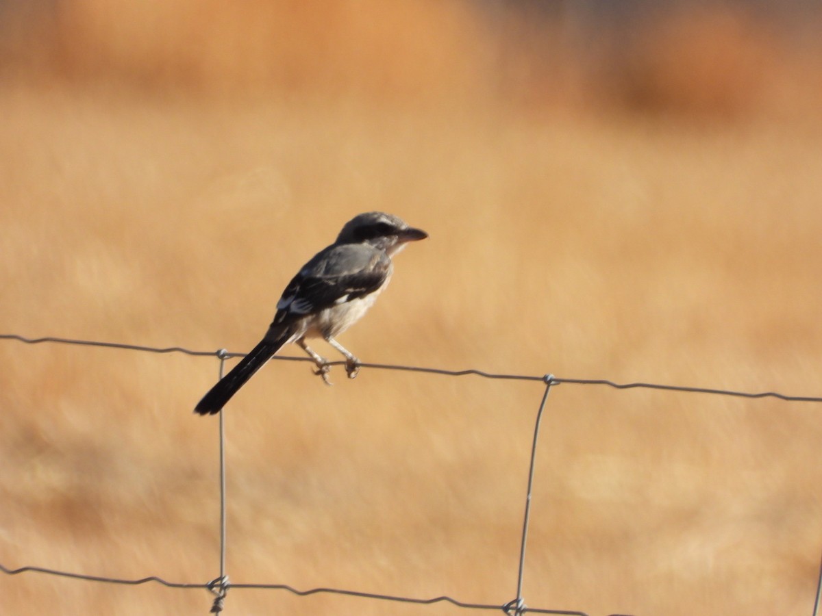 Iberian Gray Shrike - ML641841335