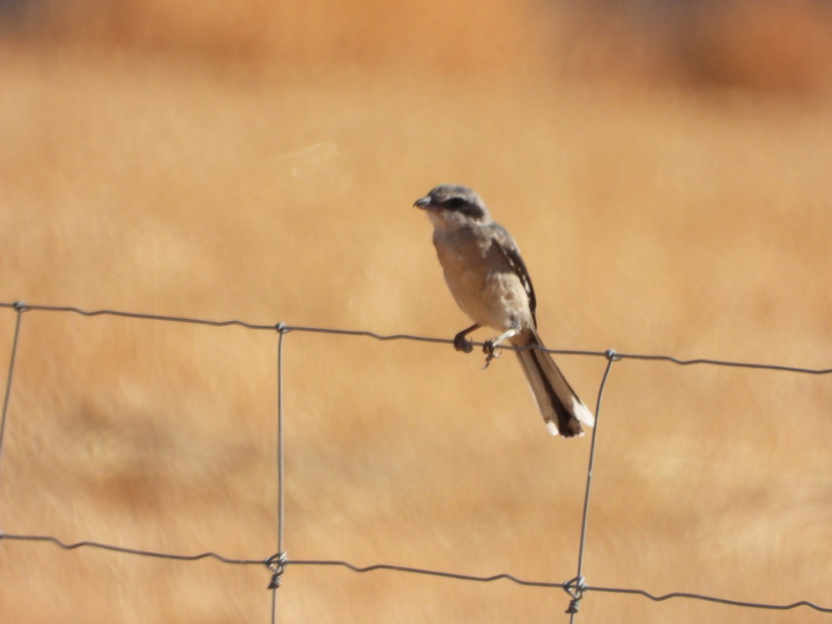 Iberian Gray Shrike - ML641841336
