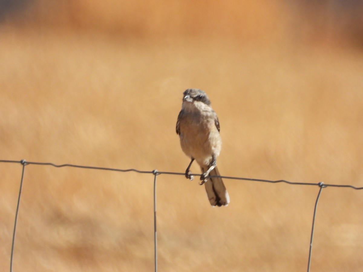 Iberian Gray Shrike - ML641841337