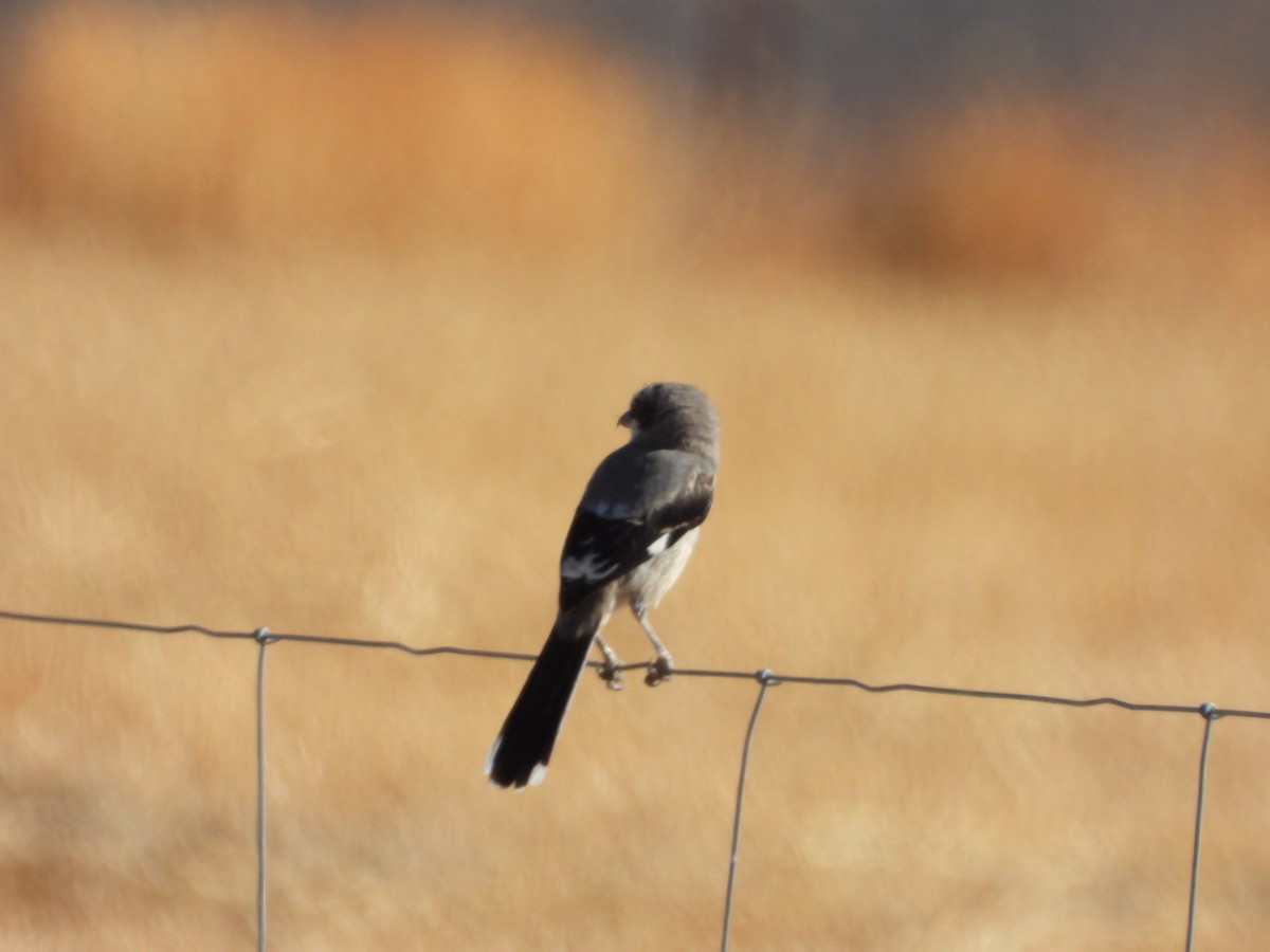 Iberian Gray Shrike - ML641841338