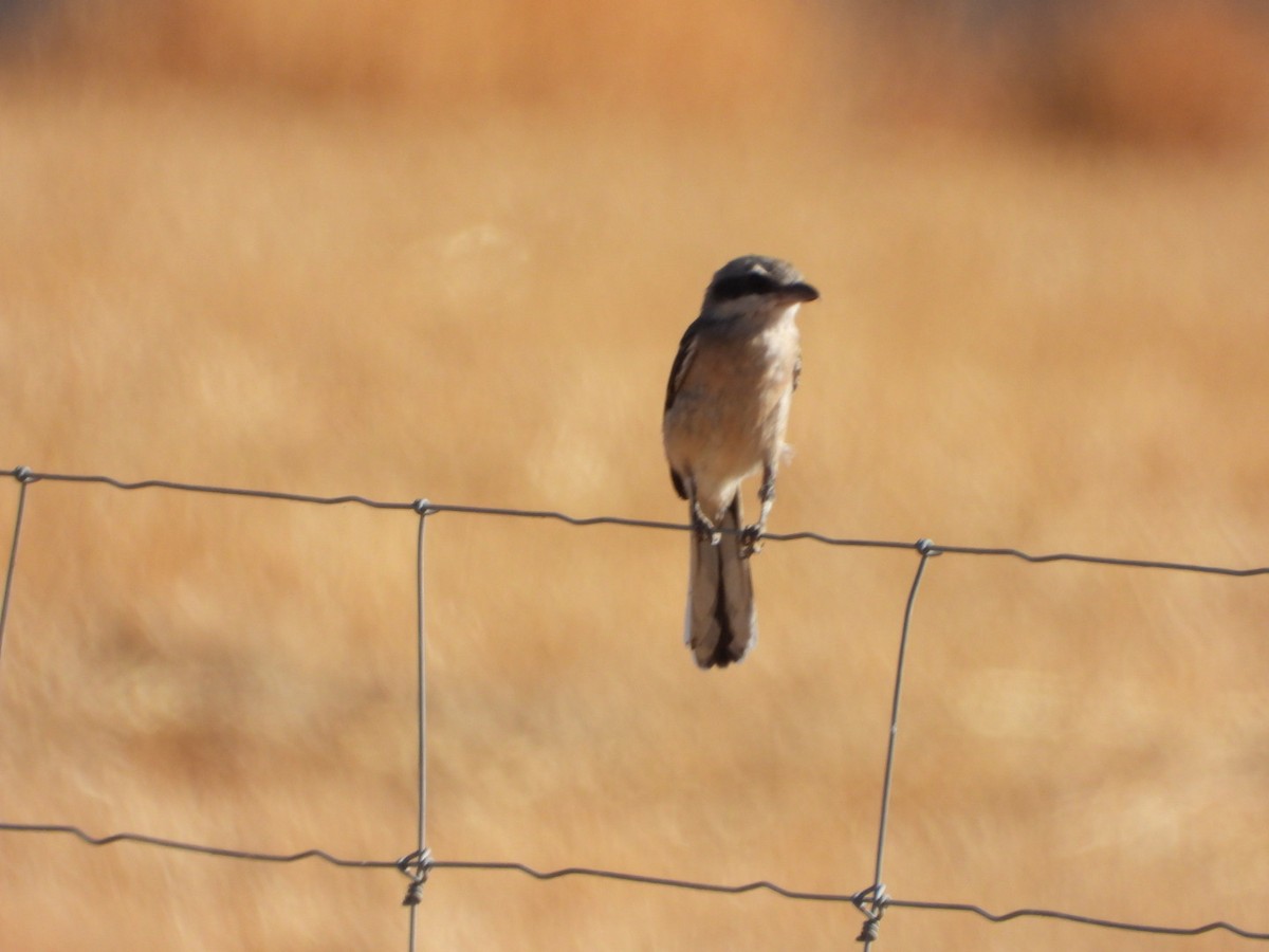 Iberian Gray Shrike - ML641841339