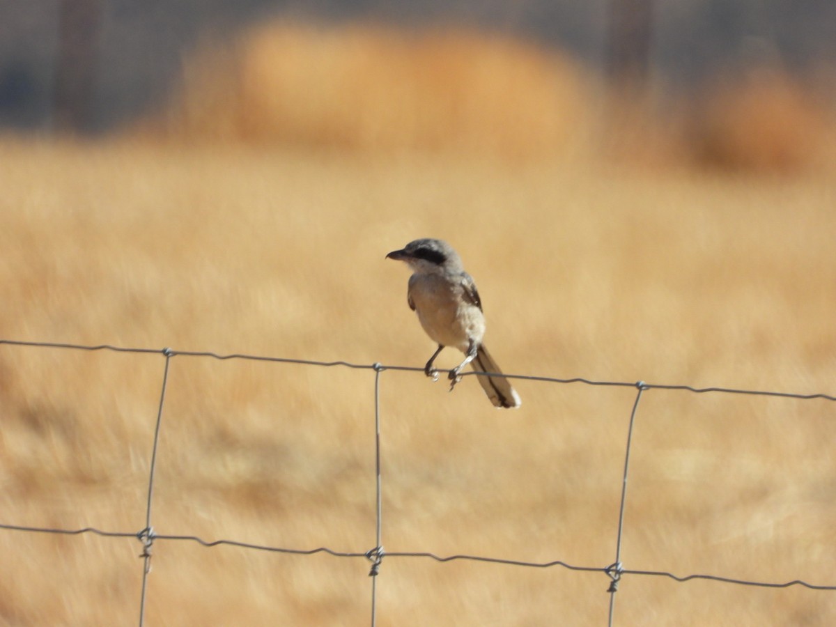 Iberian Gray Shrike - ML641841340