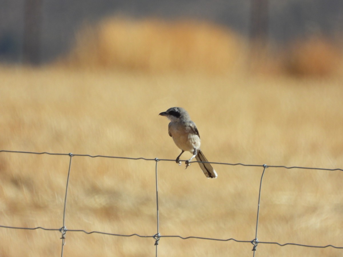 Iberian Gray Shrike - ML641841341