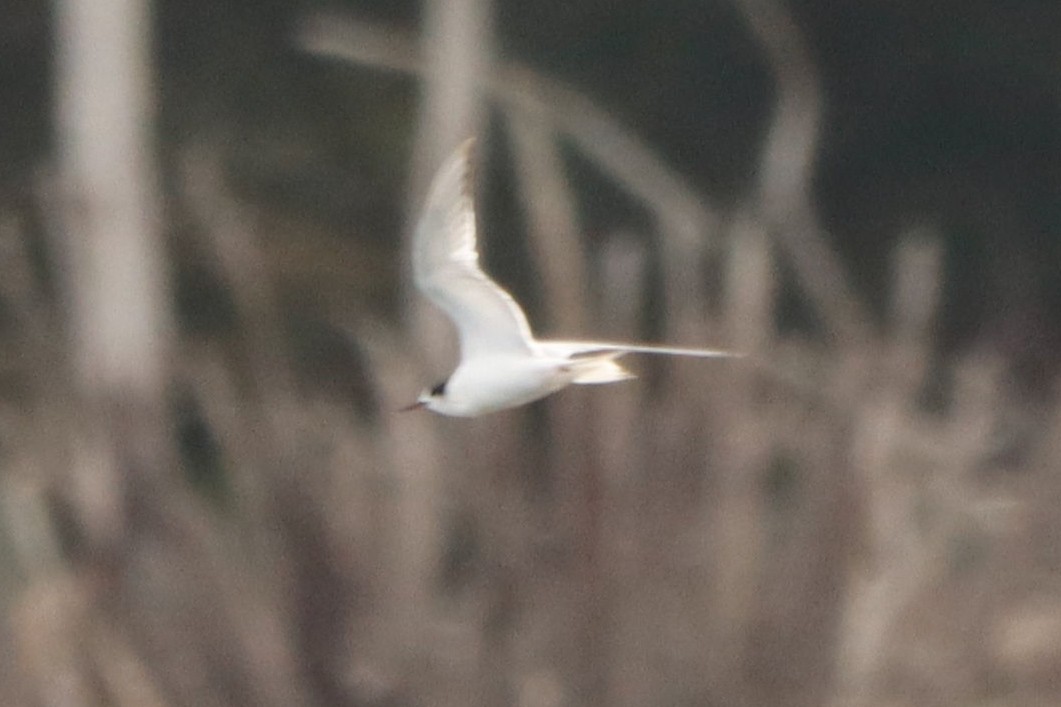 Common Tern - ML641841375