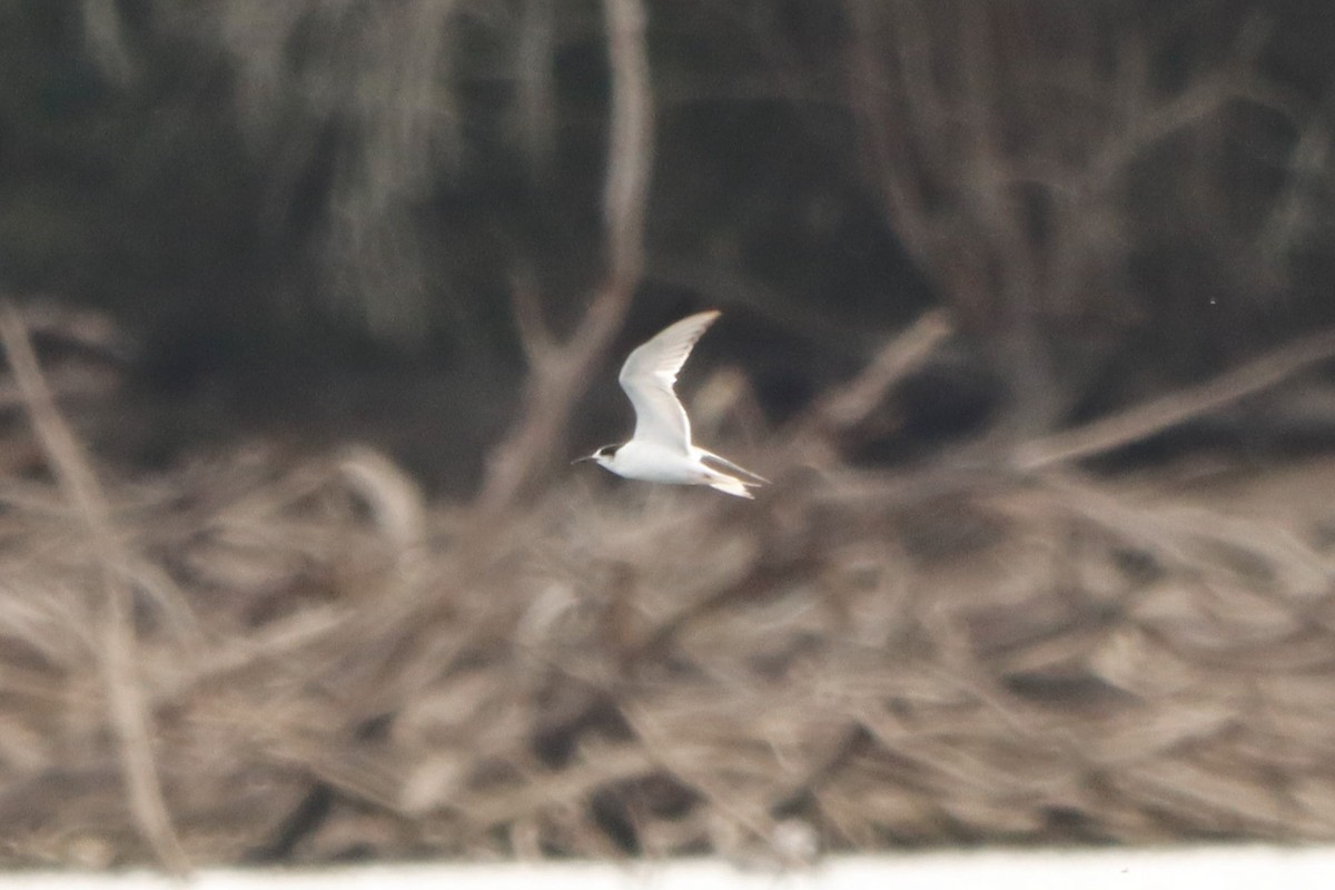 Common Tern - ML641841376