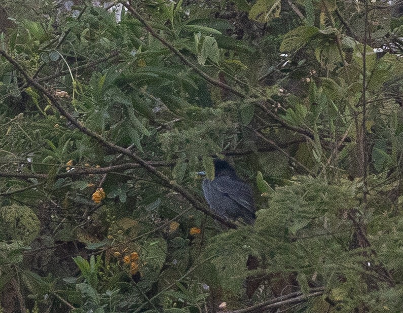 Slaty Becard - ML641841382