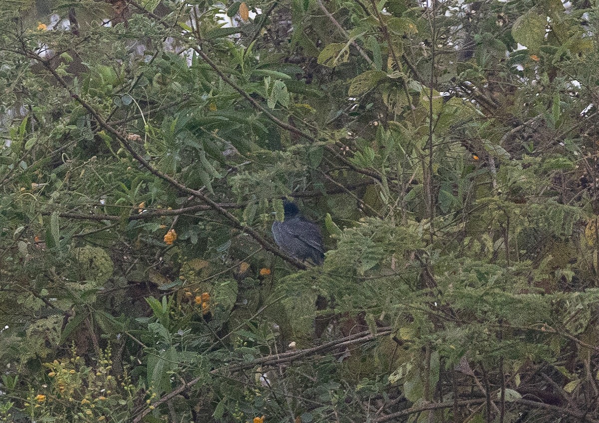 Slaty Becard - ML641841383
