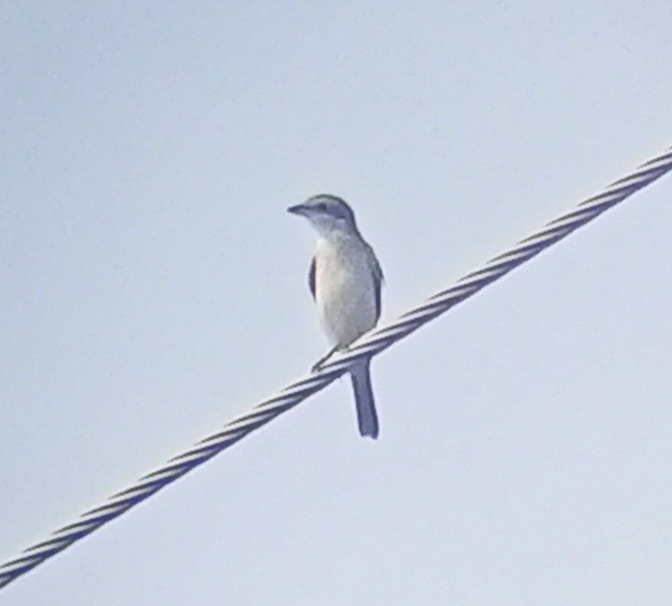 Red-tailed Shrike - ML641841386