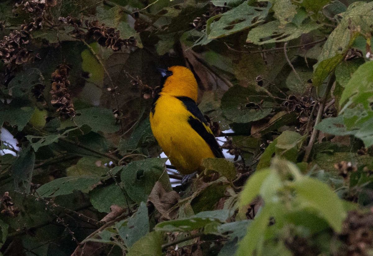 Yellow-tailed Oriole - ML641841407