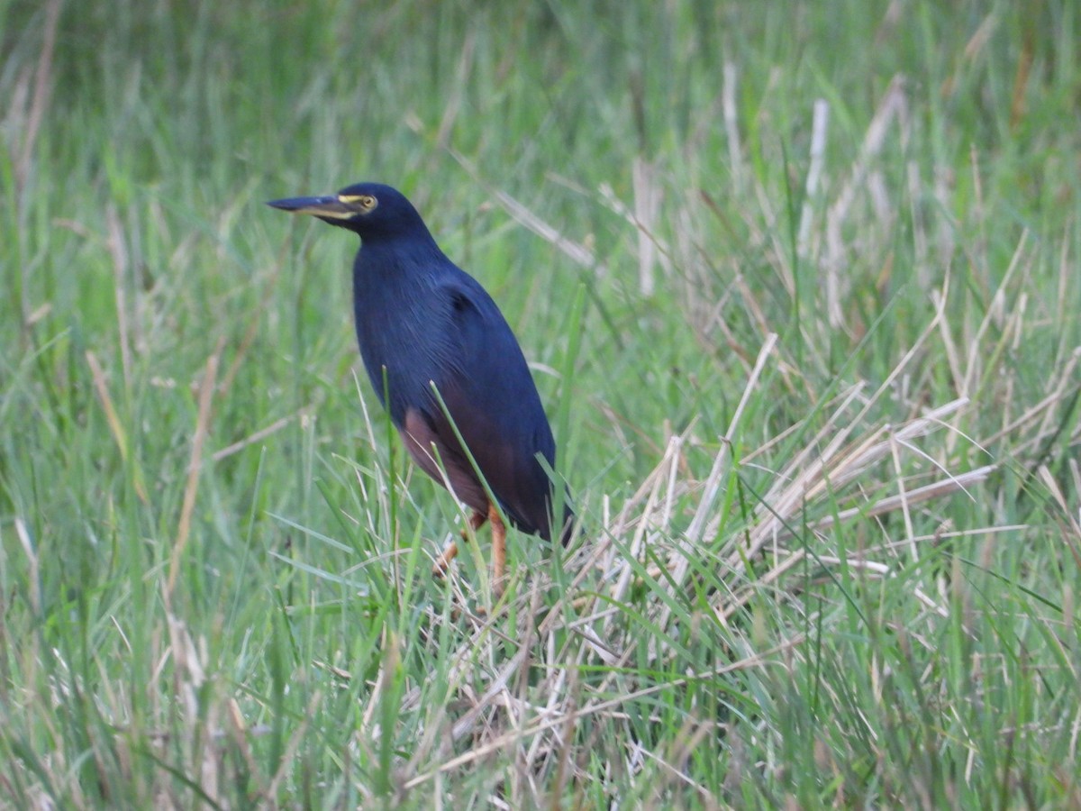 Rufous-bellied Heron - ML641841471