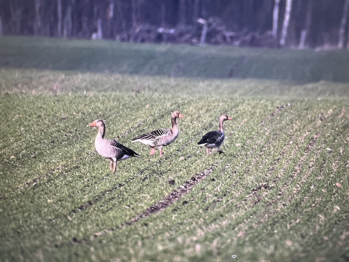 Graylag Goose - ML641841472