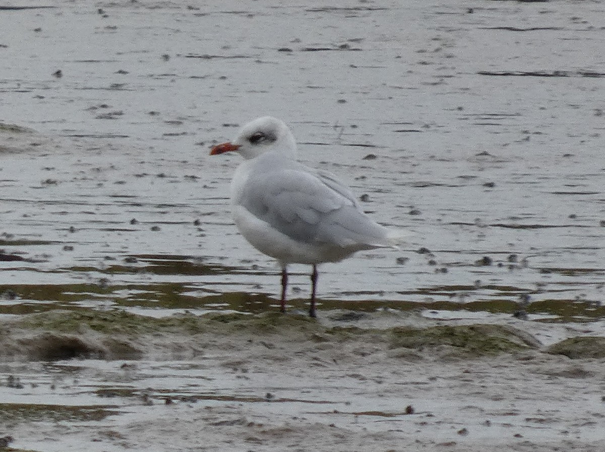 Mediterranean Gull - ML641841483