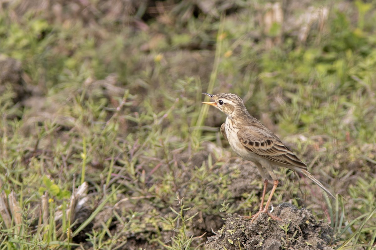 Pipit rousset - ML641841489