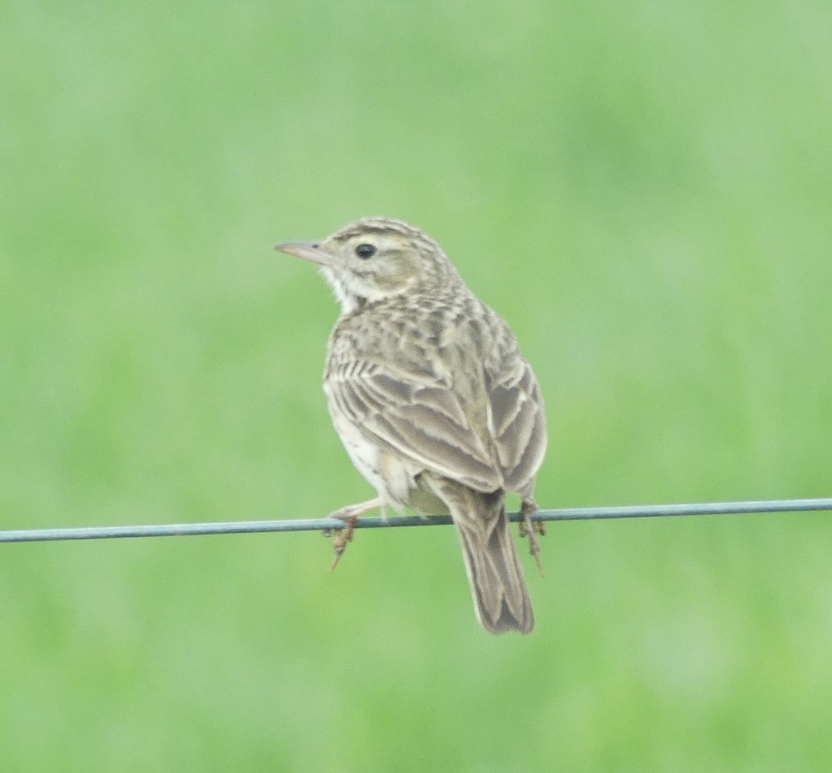 Australian Pipit - ML641841503