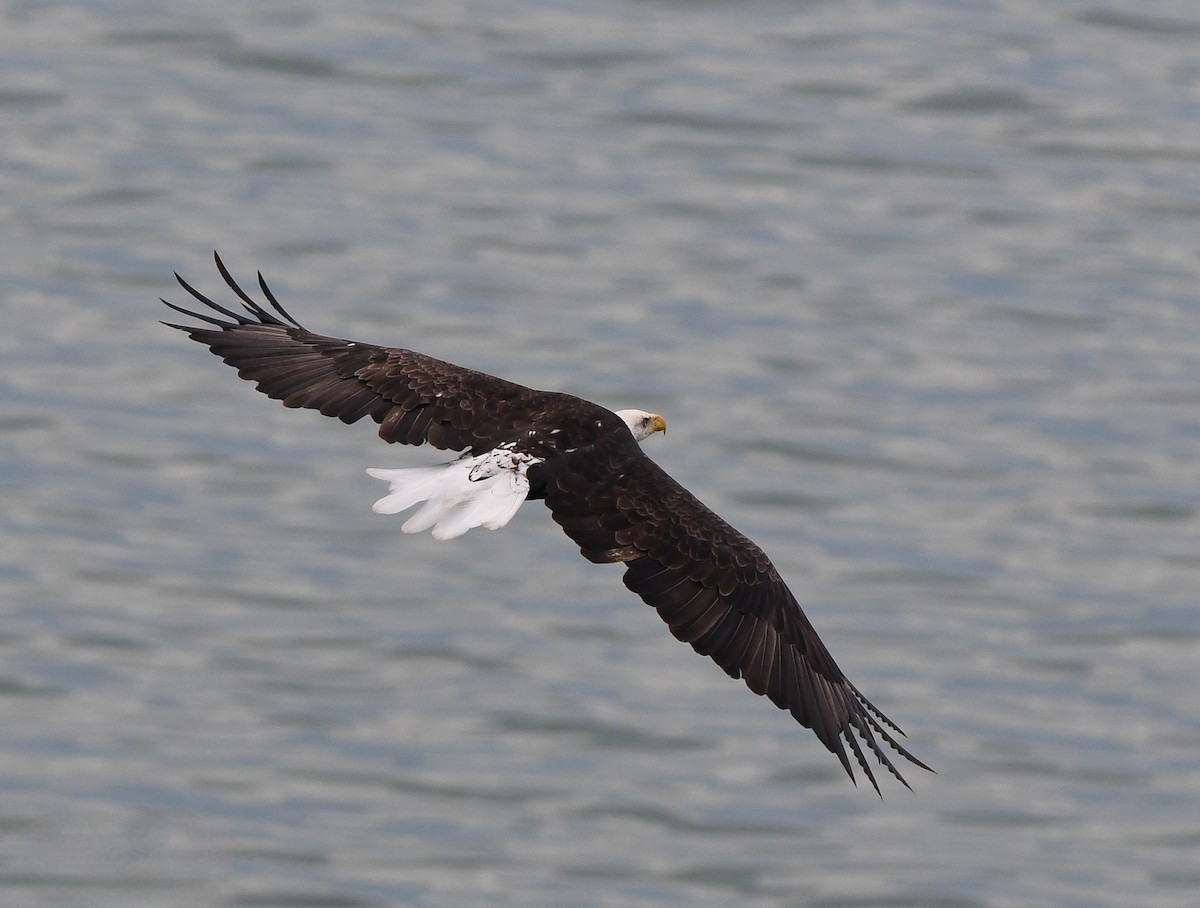 Ak Başlı Kartal - ML641841522
