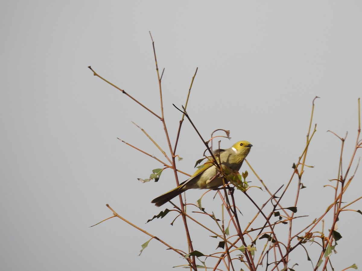 White-plumed Honeyeater - ML641841536