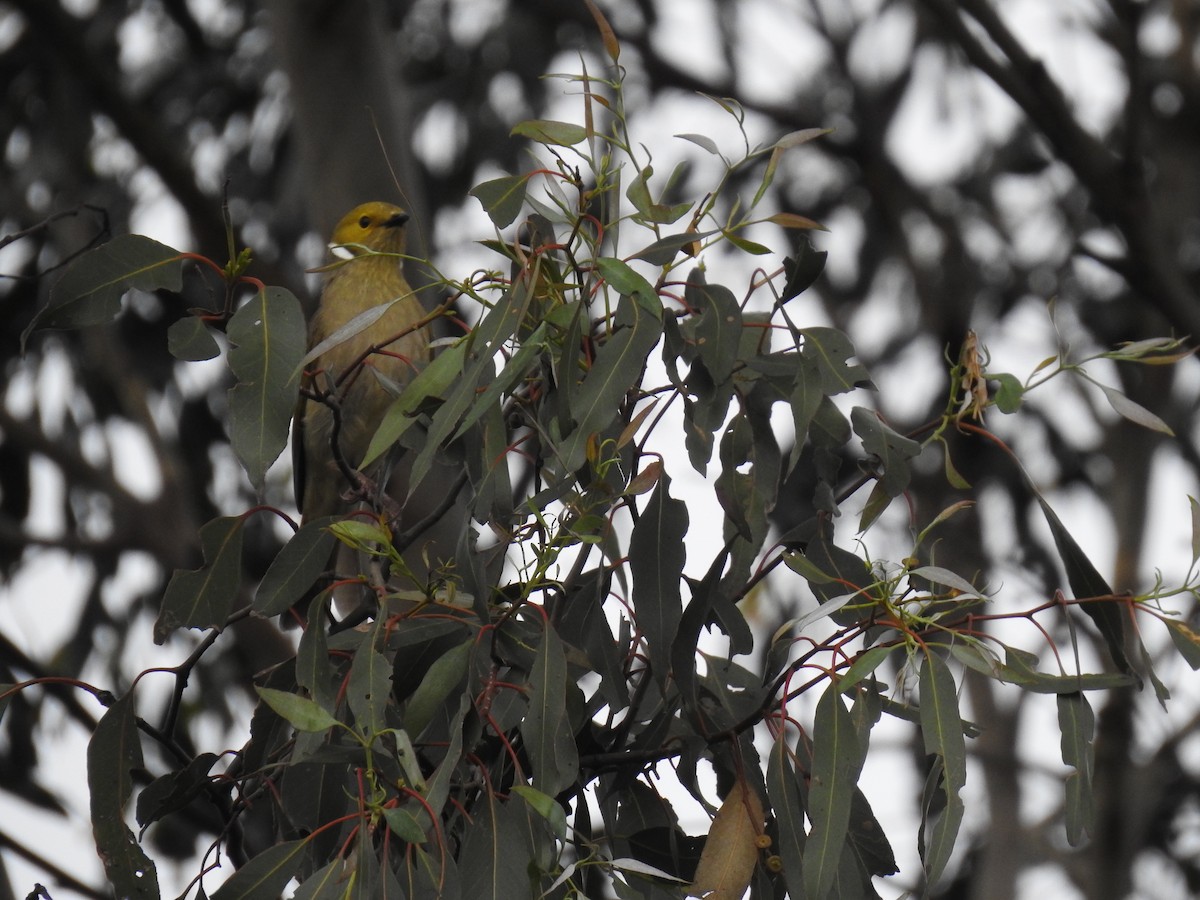White-plumed Honeyeater - ML641841537