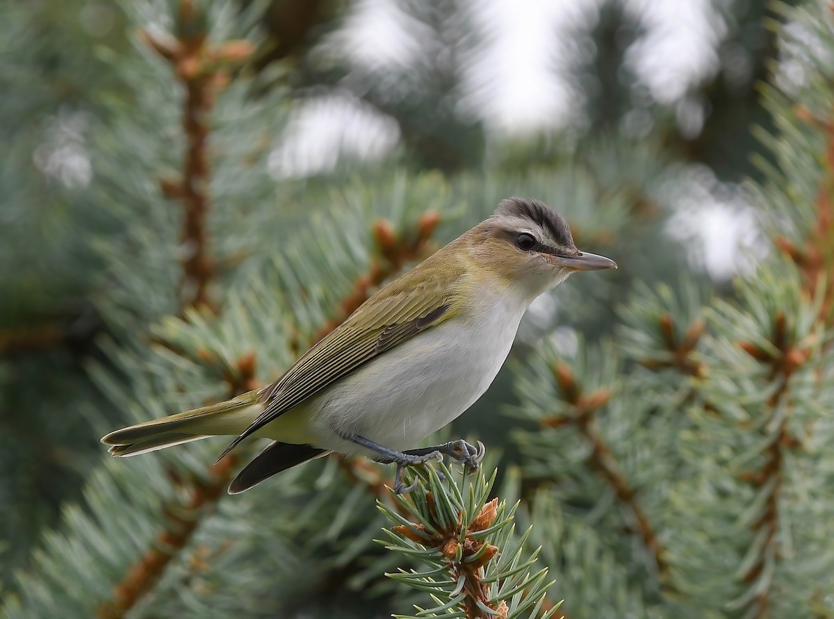 Kızıl Gözlü Vireo - ML641841540