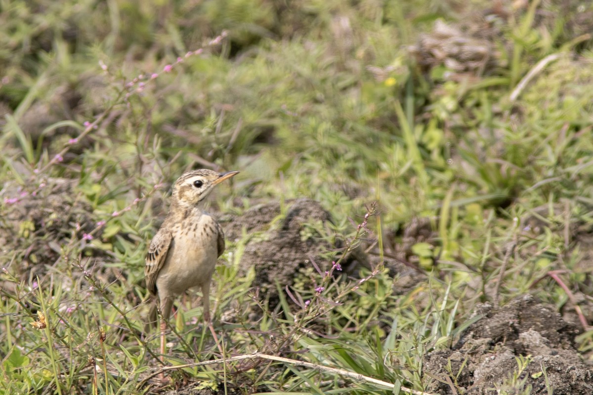 Pipit rousset - ML641841541