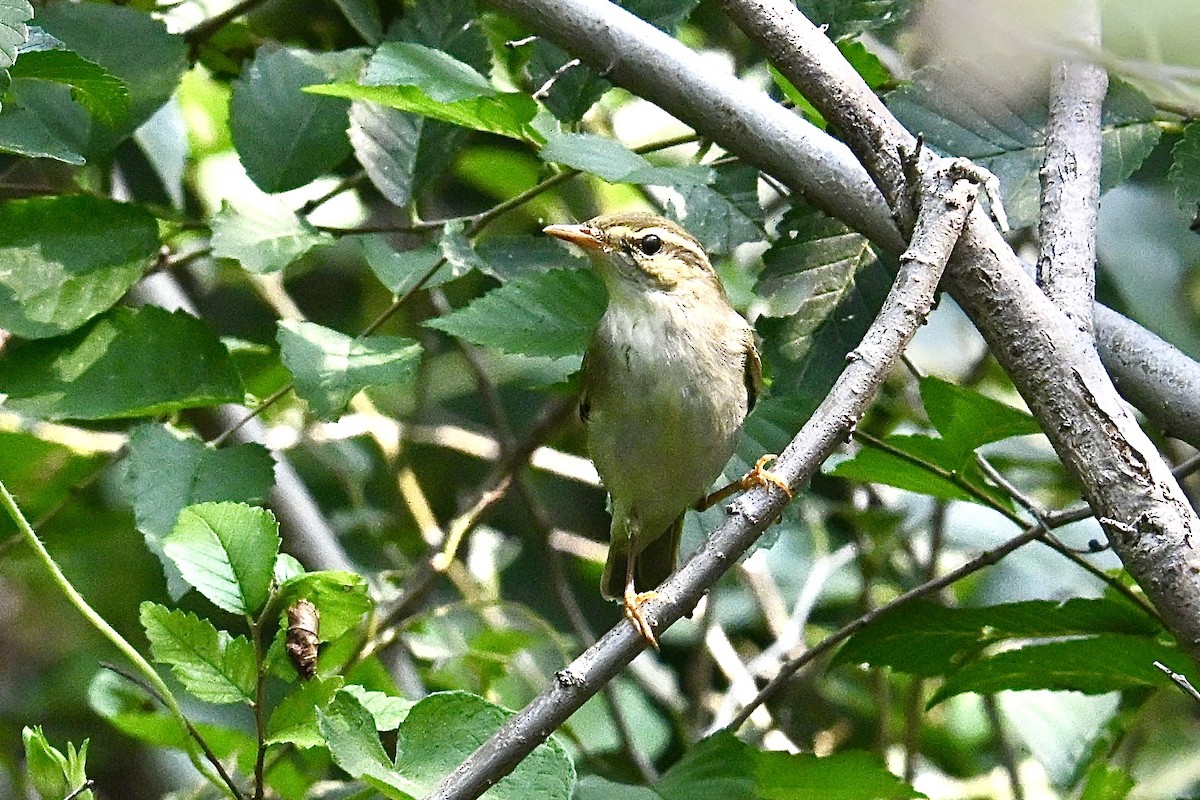 Pale-legged Leaf Warbler - ML641841547