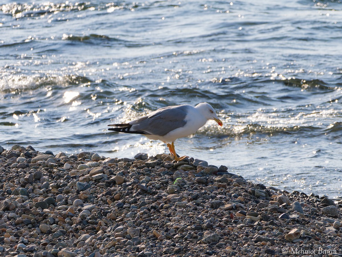 Yellow-legged Gull - ML641841552