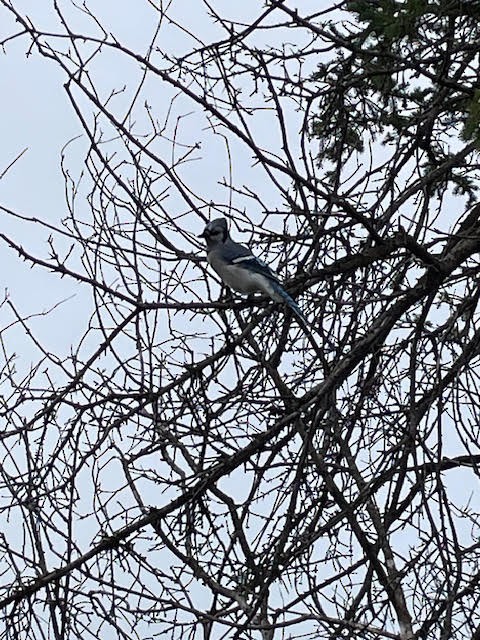 Blue Jay - ML641841553