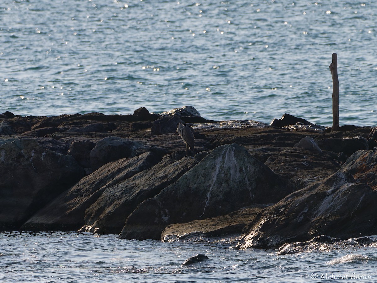 Gray Heron - ML641841554