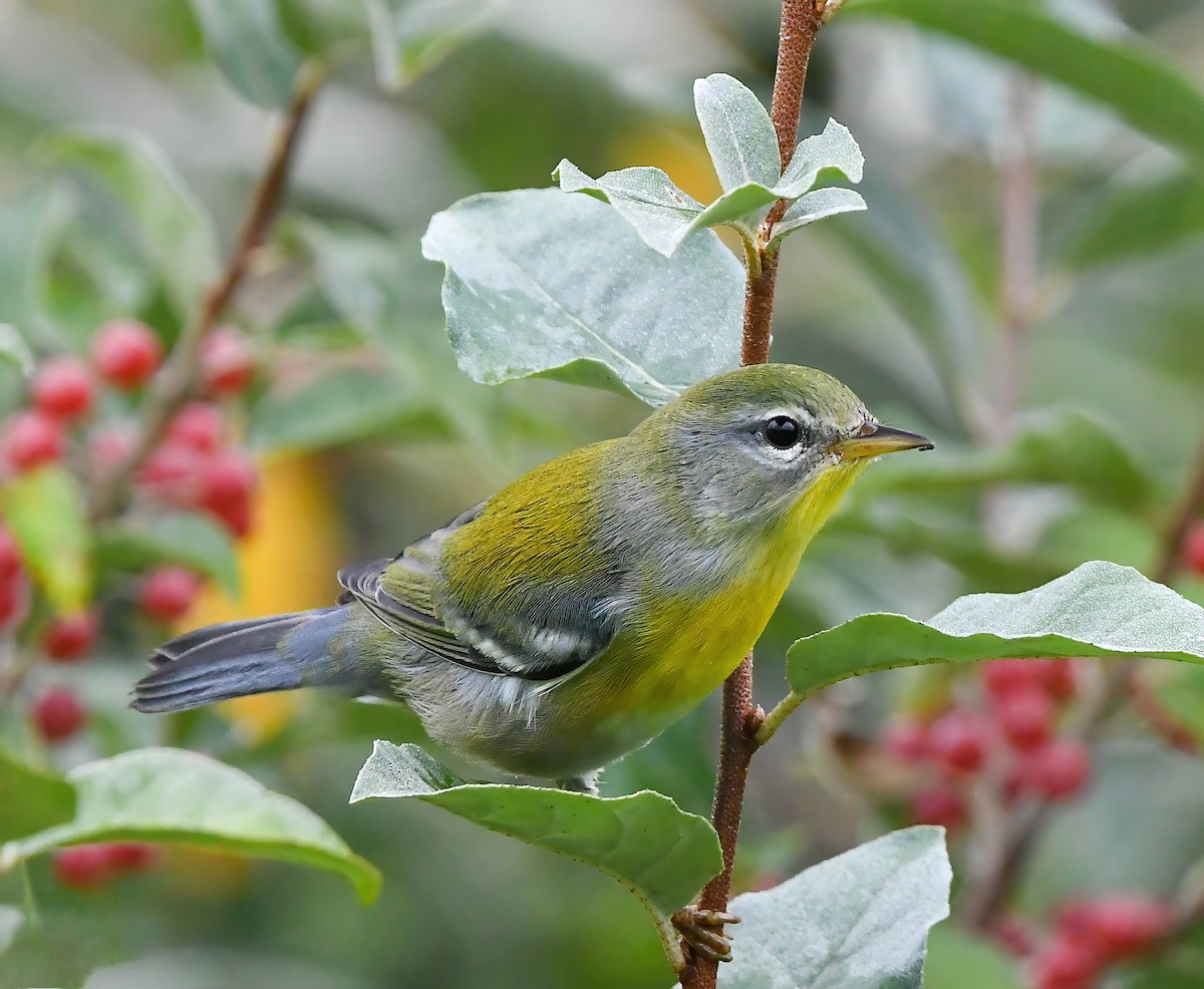 Kuzeyli Parula - ML641841575