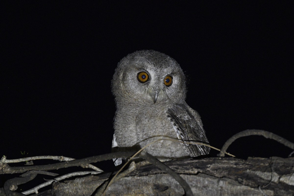 Indian Scops-Owl - ML641841580