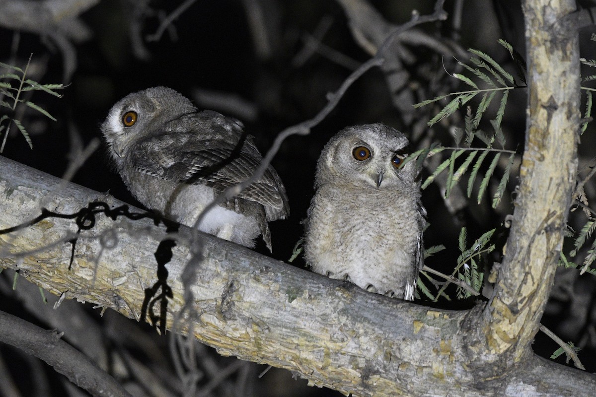Indian Scops-Owl - ML641841581
